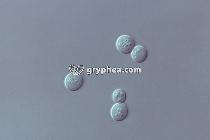 Cellules de levure (Saccharomyces cerevisiae sauvage) x400 - gryphea.org